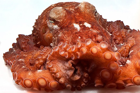 Alaskan Octopus