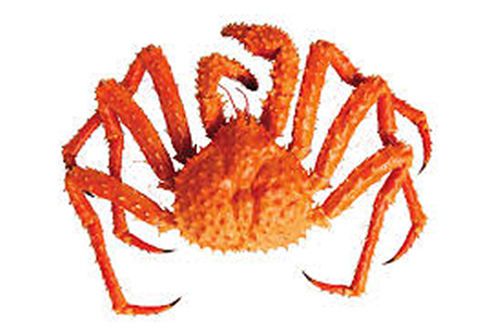 King Crab Golden