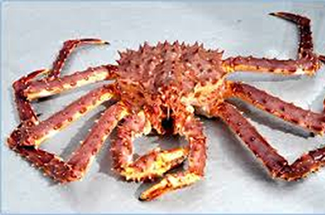 King Crab Red